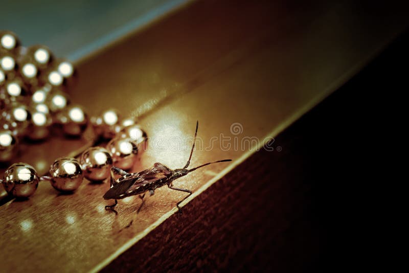 Western conifer seed bug walking across the table at a Christmas chain of beads. Leptoglossus occidentalis