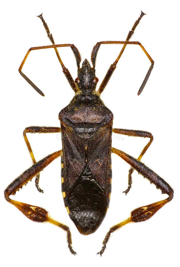 Western Conifer Seed Bug on white Background