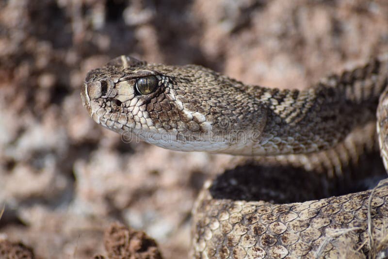 Western diamondback stock photo. Image of reptile, rattlesnake 50816780