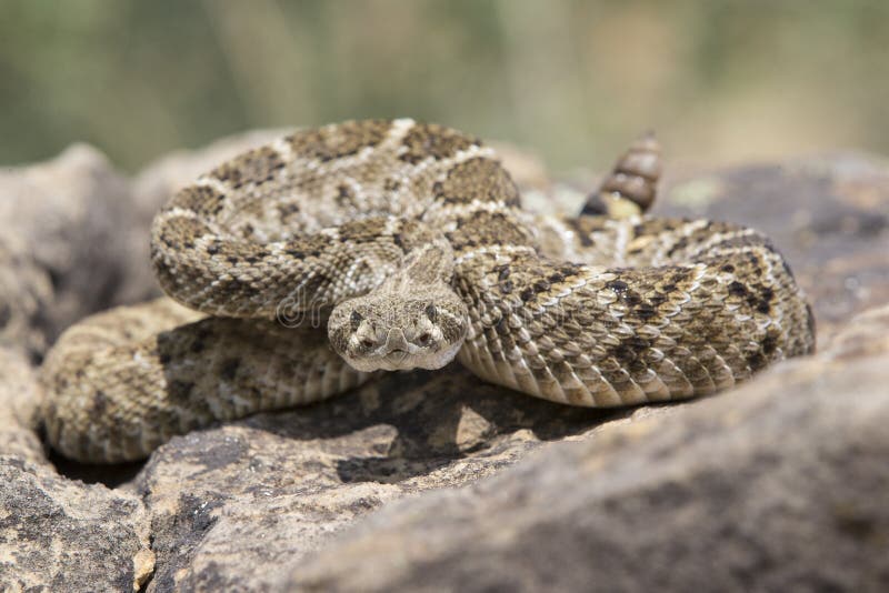 Western Diamondback Rattlesnake Ready To Strike Stock Photo Image of