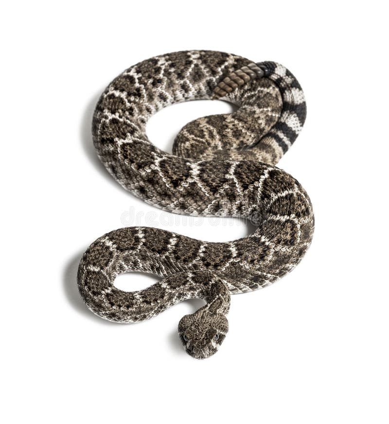 Western Diamondback Rattlesnake or Texas Diamond-back in Front of White ...