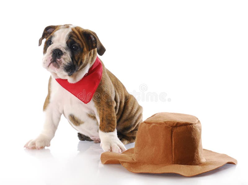 224 Dog Wearing Cowboy Hat Photos Free & RoyaltyFree Stock Photos