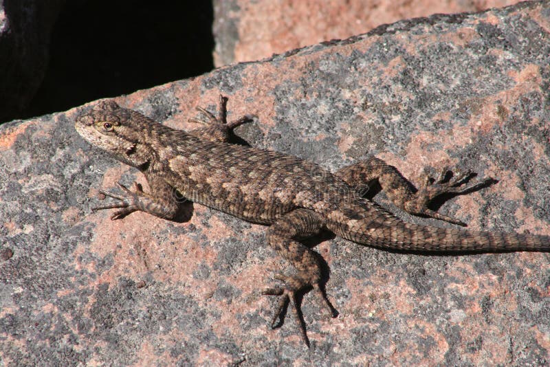 Western Fence Lizard (Sceloporus occidentalis)