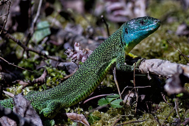 https://thumbs.dreamstime.com/b/western-green-lizard-walking-forest-floor-87000840.jpg