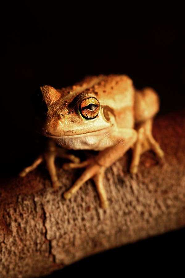 Western Green Tree Frog stock photo. Image of frog, nature 7382332