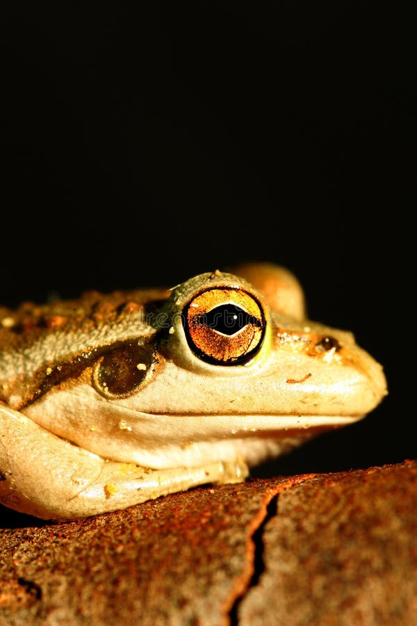 Western Green Tree Frog stock photo. Image of frog, nature 7382332
