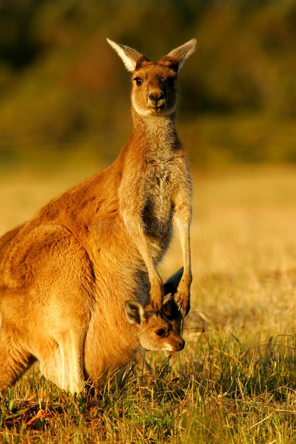 Western Grey Kangaroo