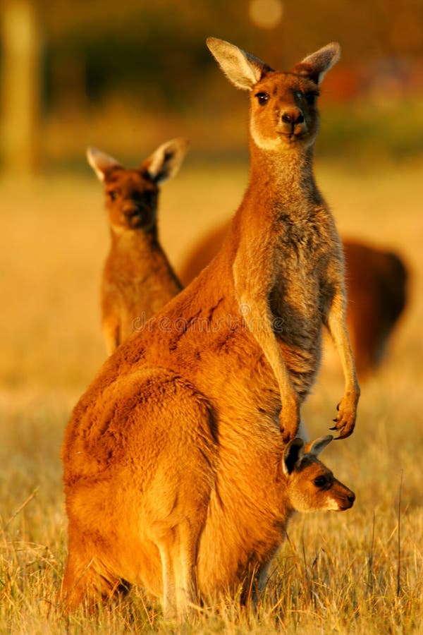 Western Grey Kangaroo