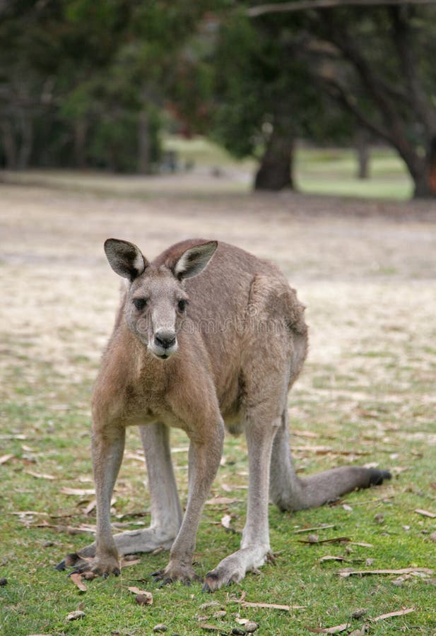 Western Grey Kangaroo on Anglesea Golf Course, Melbourne