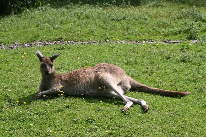 Western Grey Kangaroo (Macropus Fuliginosis)