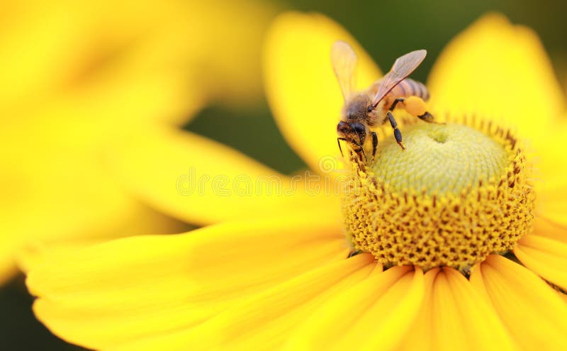 Download Western Honey Bee (Apis Mellifera) Stock Photo - Image of flower, pollinating: 15456176