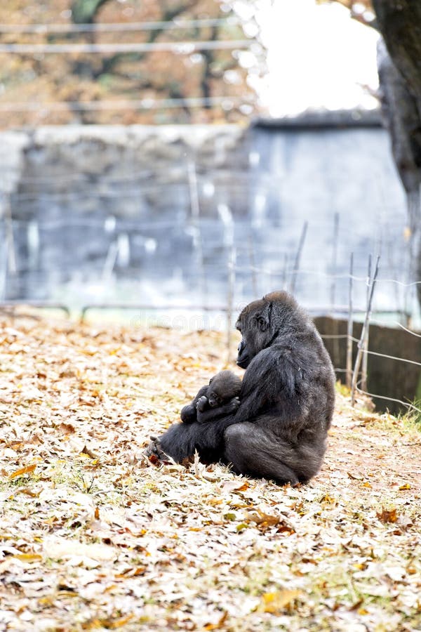 planet zoo western lowland gorilla habitat planet zoo western lowland gorilla habitat