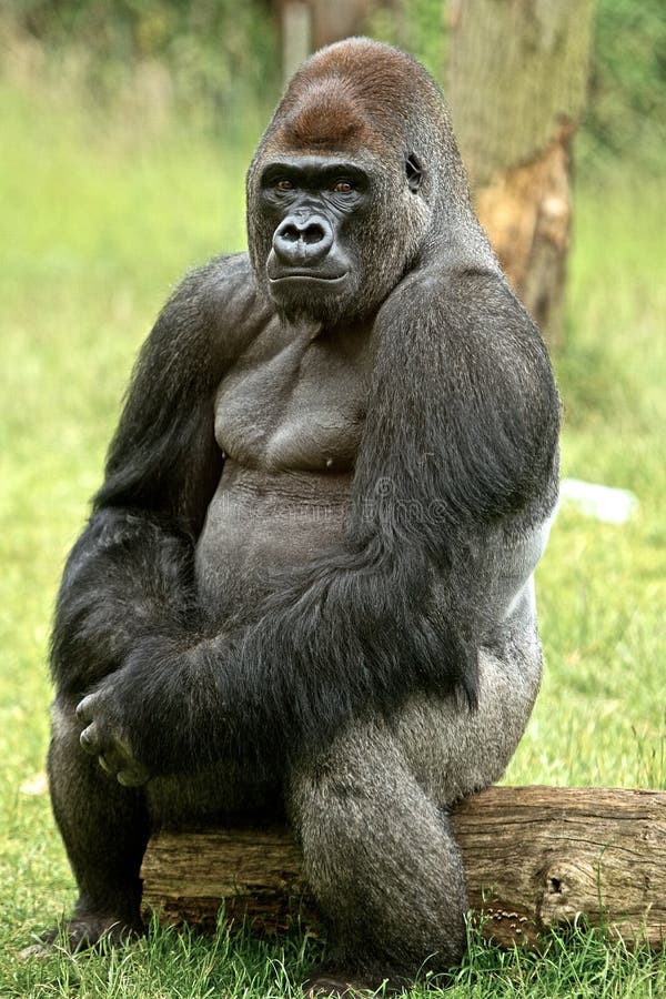 Richard the photogenic gorilla pulls off another modelling pose | Gorilla,  Weird animals, Big animals