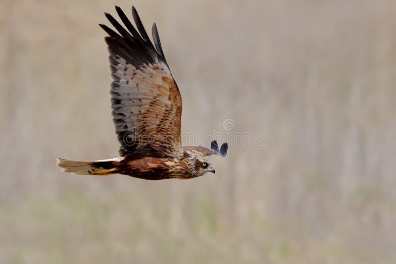 Western Marsh-harrier (Circus aeruginosus).