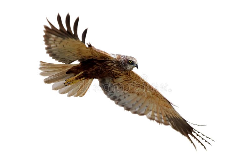 Western Marsh-harrier (Circus aeruginosus).