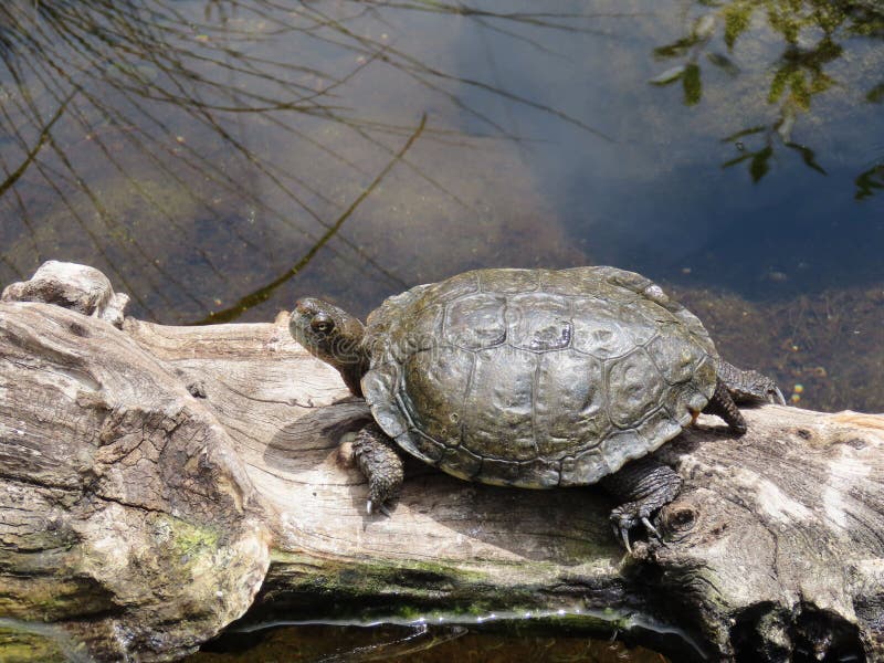 Western Pond Turtle Basking on a Log Floating on Water Stock Image