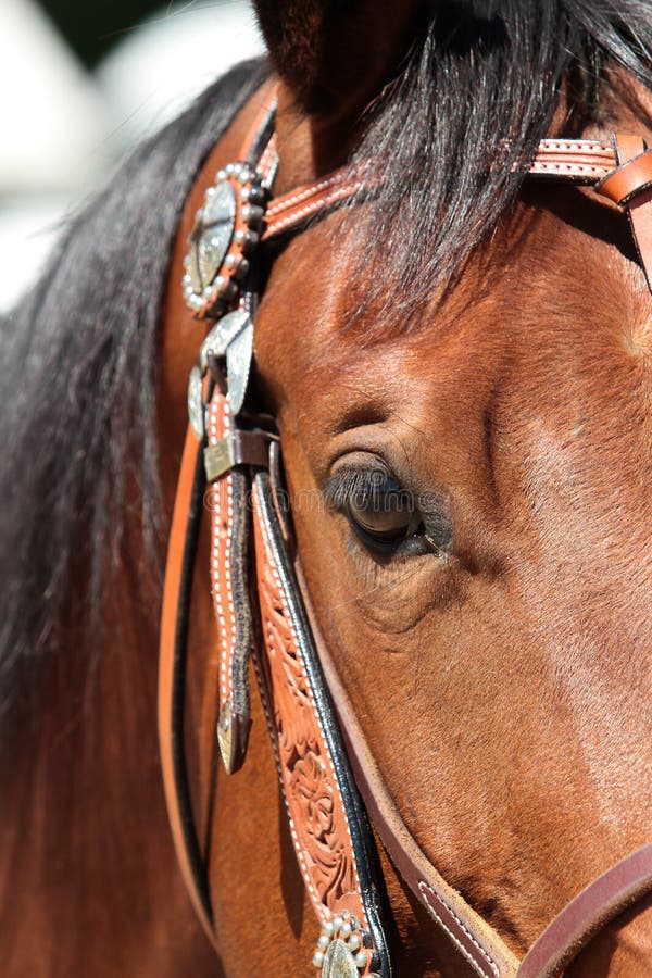 Western pony with show halter stock photo Western pony with show halter stock photo
