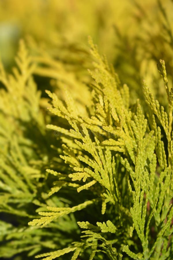 Western Red Cedar 4Ever Goldy Stock Image Image of botany, arbor