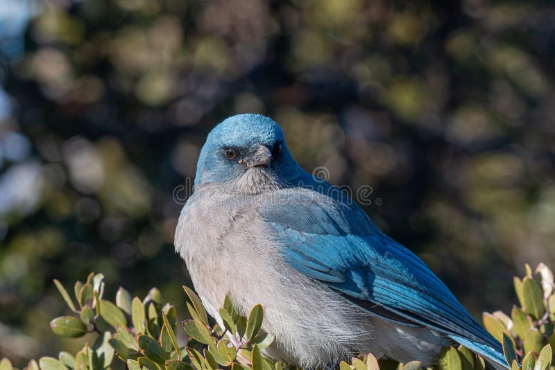 Western Scrub Jay in Arizona Stock Photo Image of animal, wildlife