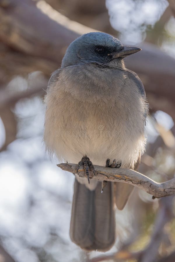 Western Scrub Jay in the Arizona Desert Stock Photo Image of