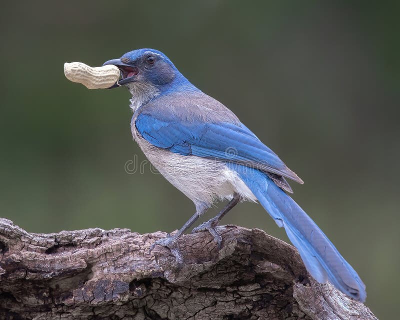 Western Scrub-Jay poses on tree branch with peanut in its beak