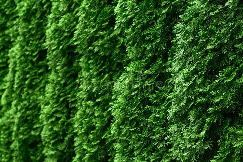 Western Thuja Emerald Green Hedge Background Texture Stock Image ...