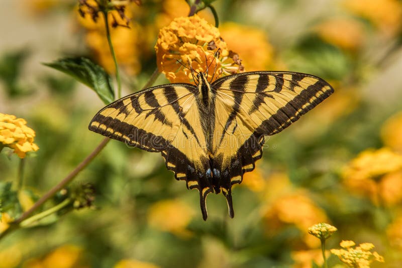Western Tiger Swallowtail Butterfly royalty free stock photography Western Tiger Swallowtail Butterfly royalty free stock photography
