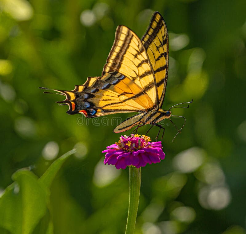 Western Tiger Swallowtail Butterfly Seeking Nectar on Purple Zinnia Wildflowers, Montrose Botanic Gardens, Colorado 2