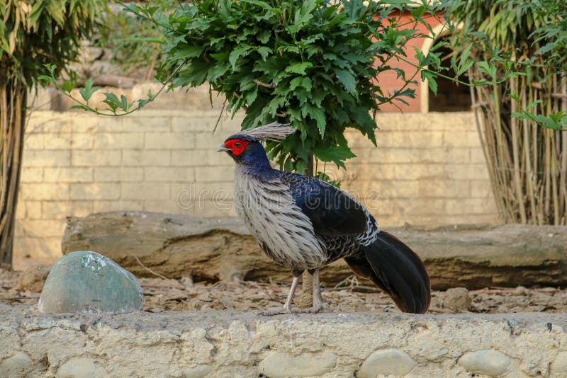 Western Tragopan Bird, Shimla, India Stock Photo - Image of rare, pradesh:  150647910