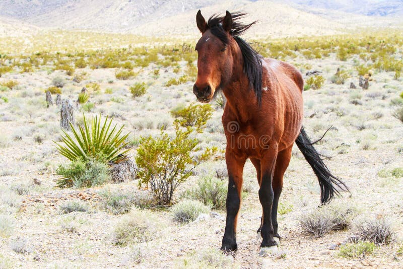 Western Wild Horse