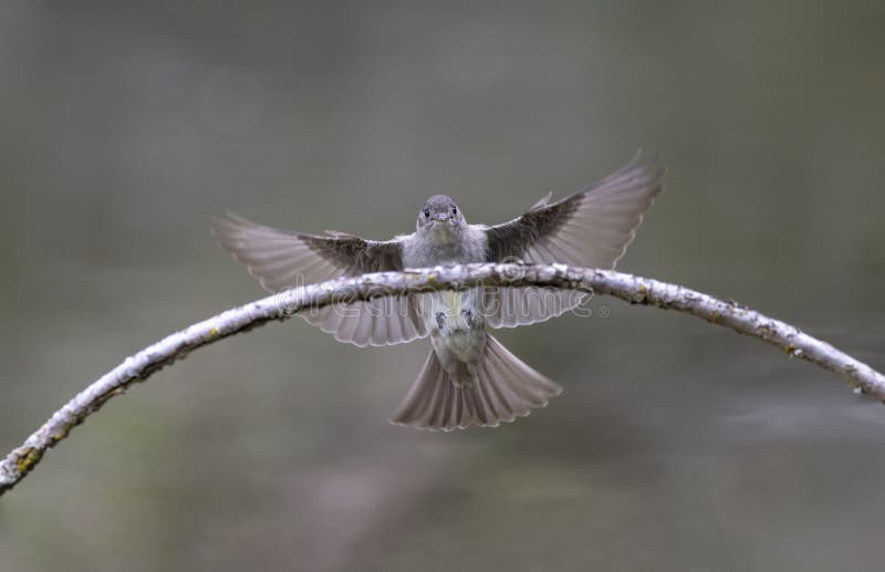 Western Wood Pewee