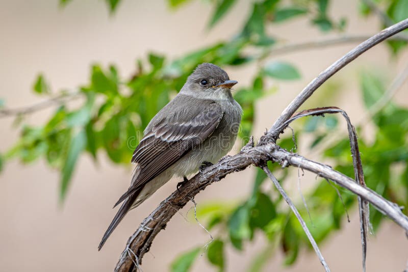 Western Wood-Pewee