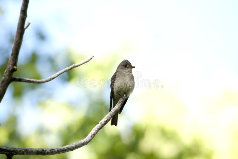 Western Wood Pewee