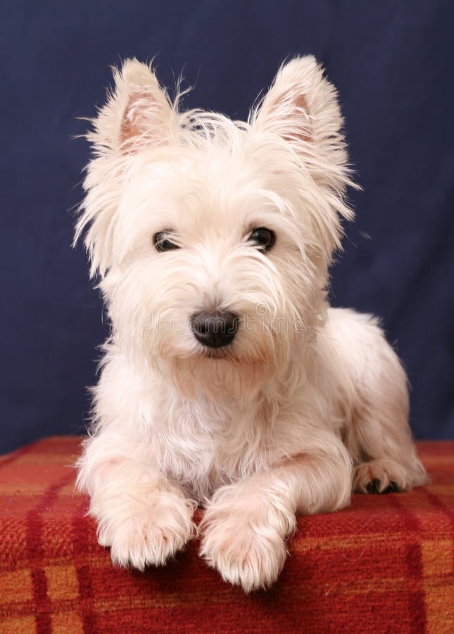 westie arkivfoto westie arkivfoto