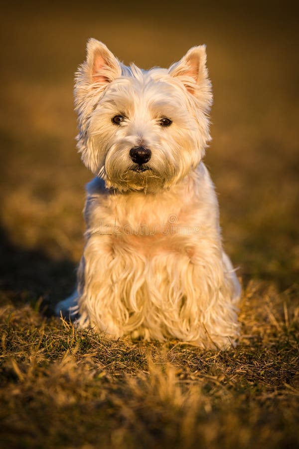 WestieHund stockfoto. Bild von haustier, winter, sonnenbrille 38681682