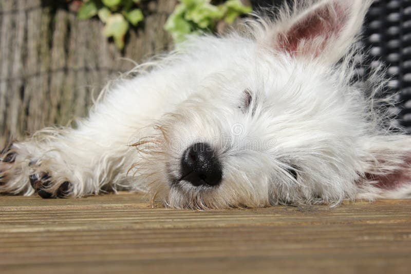 Do Westies Have Hair Or Fur