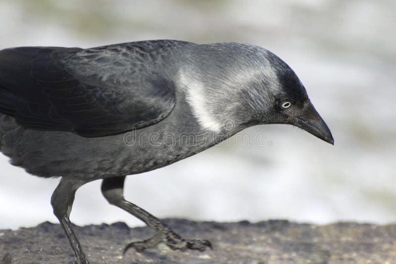 Westlicher Jackdaw Corvus monedula Vogel auf einem einfachen Hintergrund in der Nähe. schwarzer Rabe sitzt auf einem Stein lizenzfreie stockfotografie