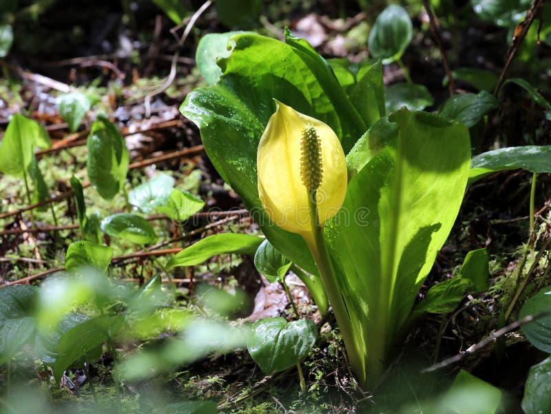 Weststinktier-Kohl - Lysichiton americanus lizenzfreie stockbilder
