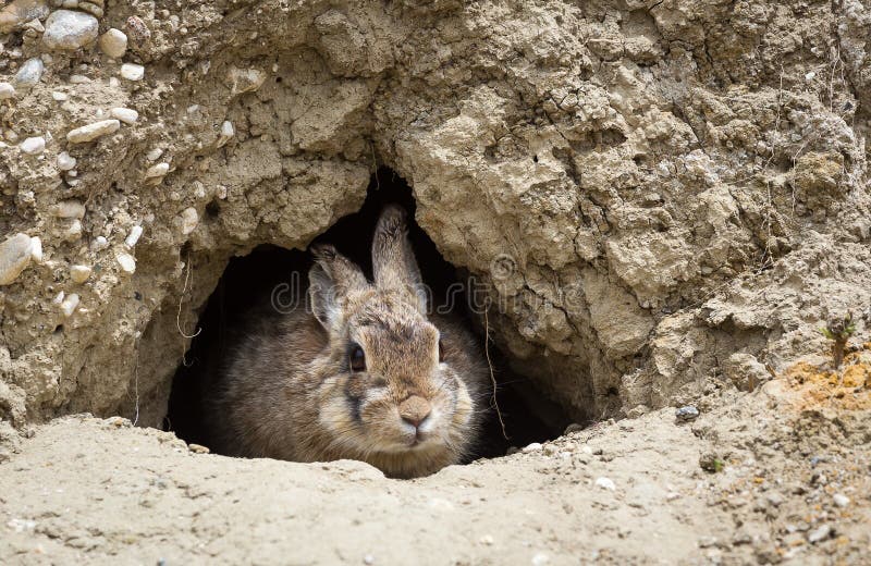 A western cottontail peeks out from a hole on the Wyoming prairie. A western cottontail peeks out from a hole on the Wyoming prairie.