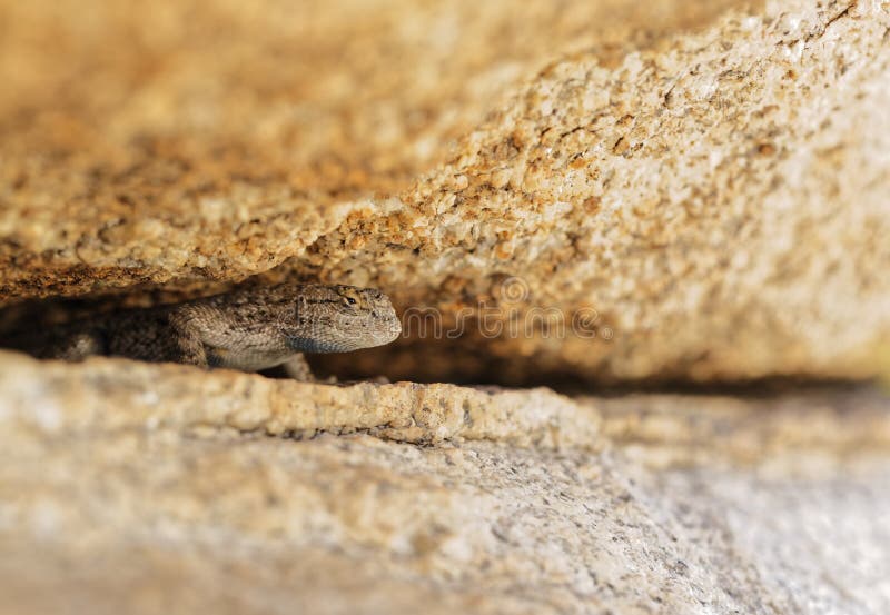 A Western fence lizard coming out from hiding beneath a boulder in the desert. A Western fence lizard coming out from hiding beneath a boulder in the desert