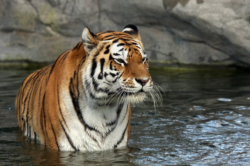 Wet Amur Tiger