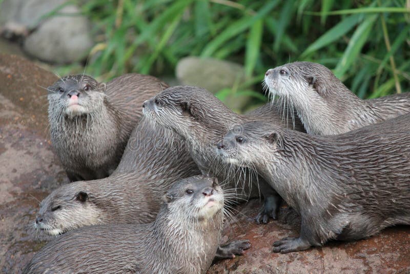 Asian Small-Clawed Otters Population