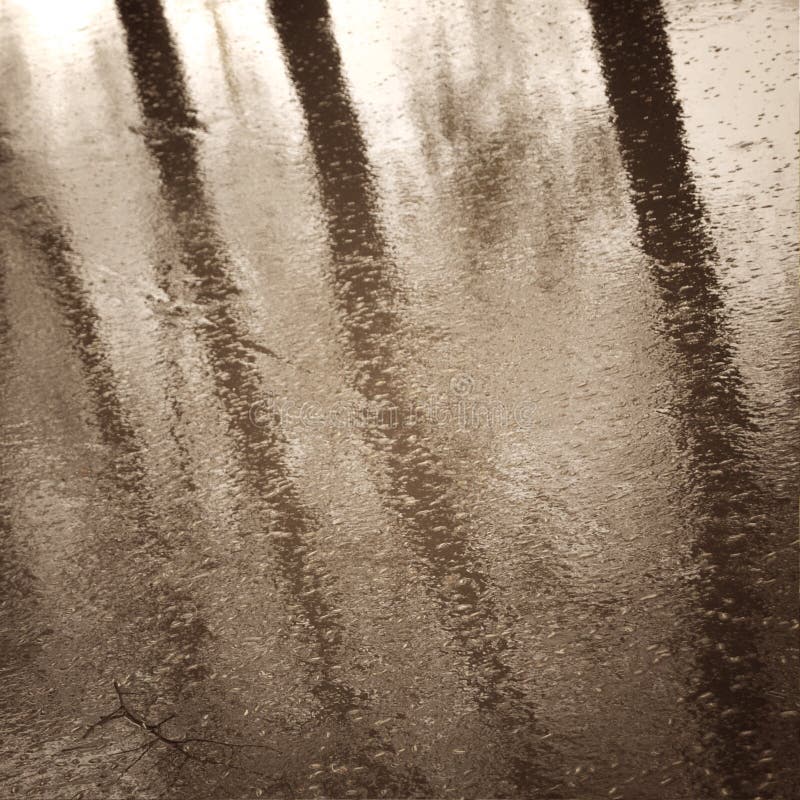 Wet asphalt with a tree trunk reflection - vintage effect. stock photo