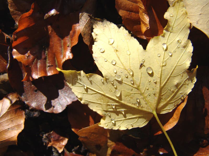 Autumn stock photo. Image of bright, beautiful, nature - 16723336