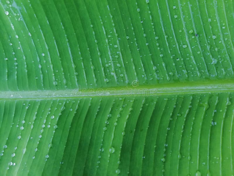 Wet banana leaves and water droplet royalty free stock photos Wet banana leaves and water droplet royalty free stock photos