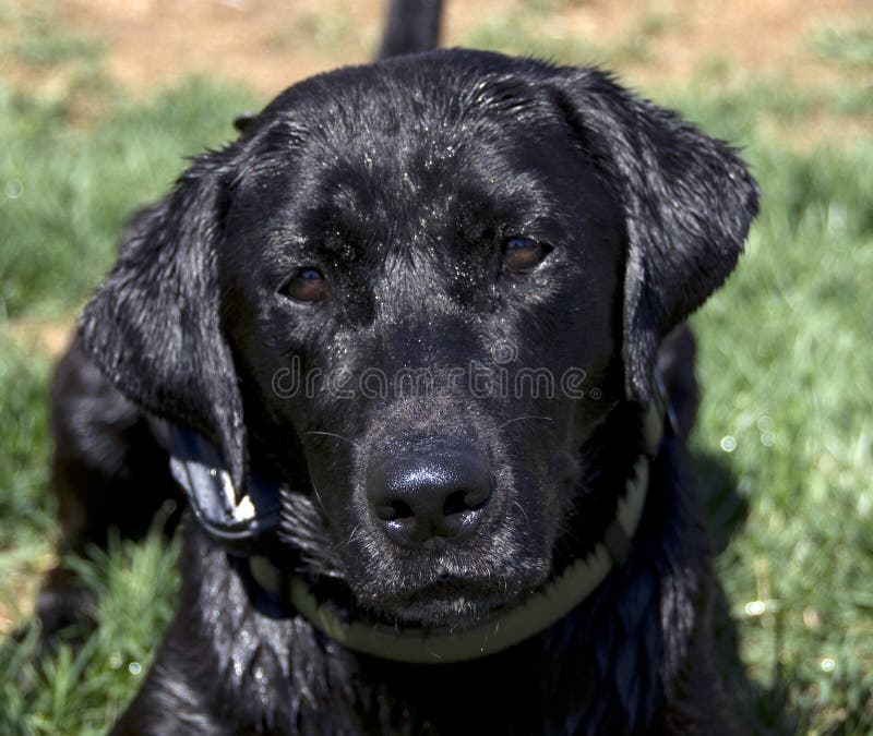 Wet Black Labrador