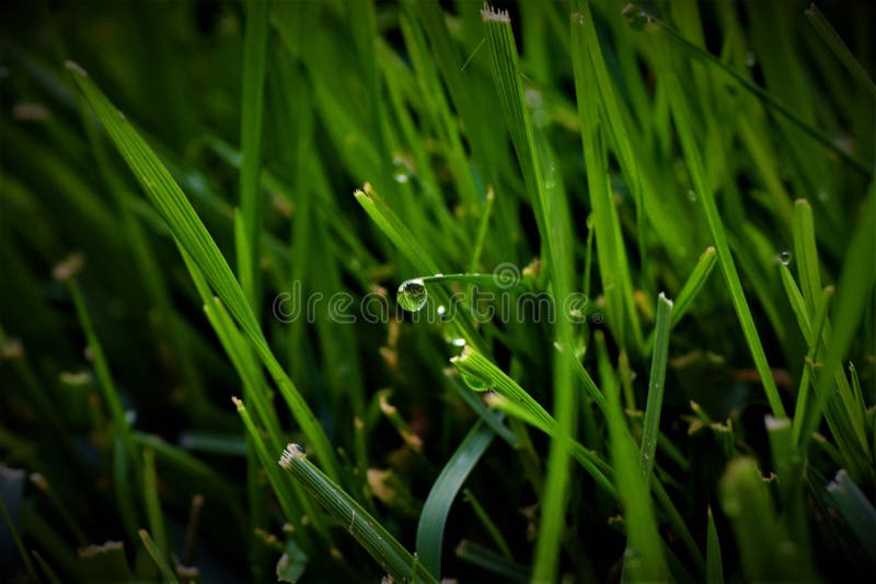 Wet blades of fresh grass stock photo. Image of droplets 126673134