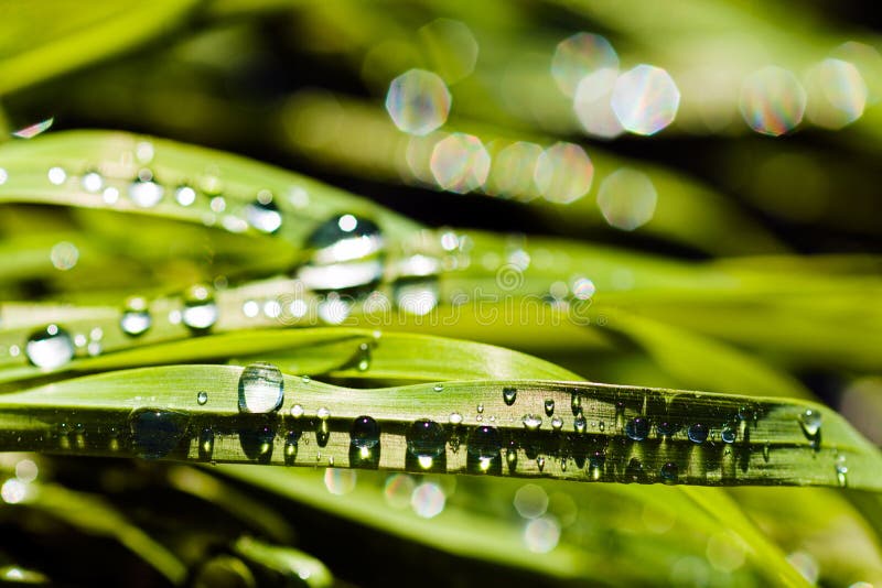 Wet blades of grass stock image. Image of droplet, morning 72838205