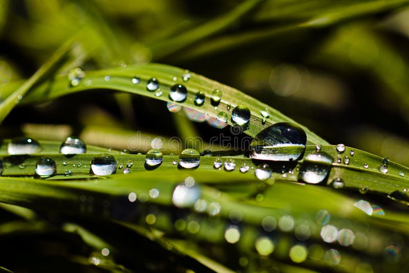 Wet blades of grass stock image. Image of leaf, macro 72839113
