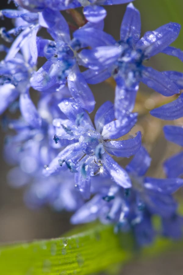 Wet blue flowers